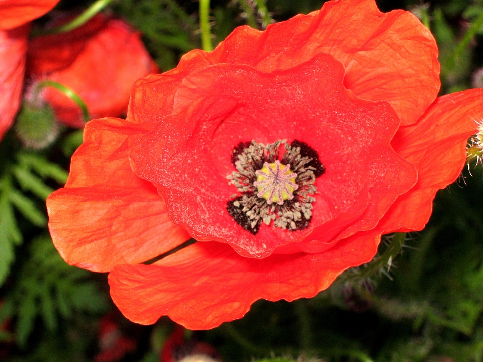 Red poppy poppy flower