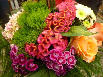 Floral arrangement bouquet cloves