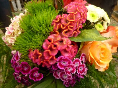 Floral arrangement bouquet cloves photo