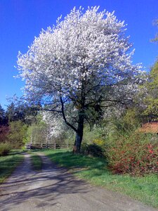 Blossom bloom white