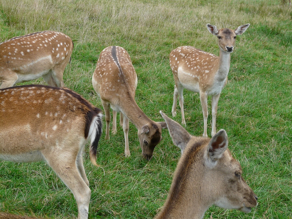 Capreolus capreolus european deer ruminant