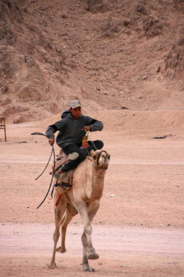 Desert camel bedouin