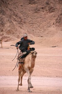 Desert camel bedouin photo