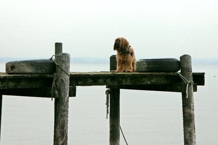 Animal dog alone photo