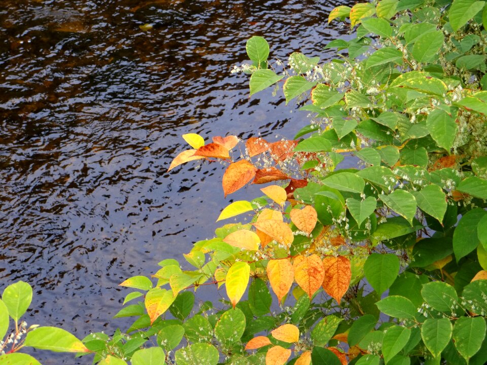 Plant colorful leaf