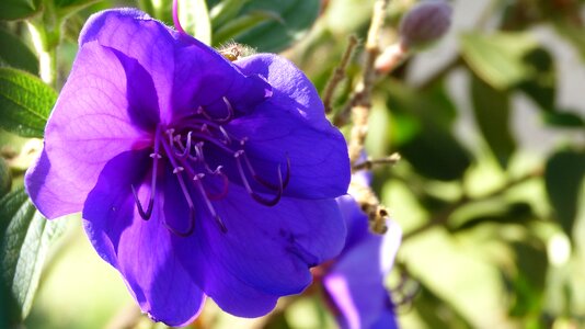 Flora flower purple