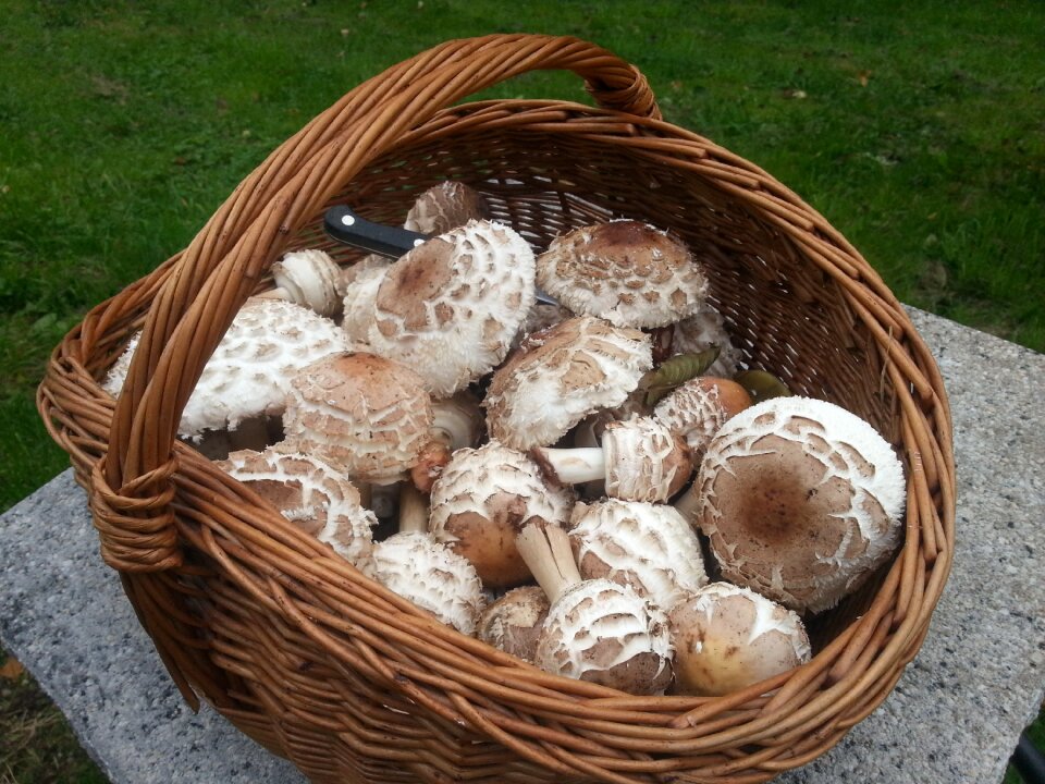 Parasol basket mushroom picking