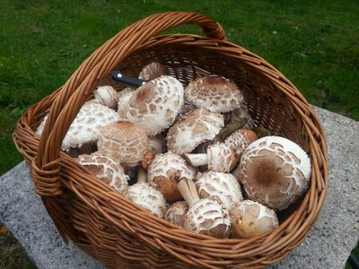 Parasol basket mushroom picking