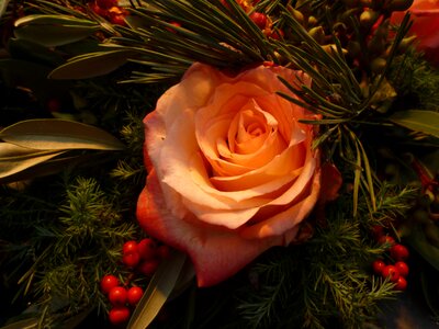 Plant romantic rose bloom