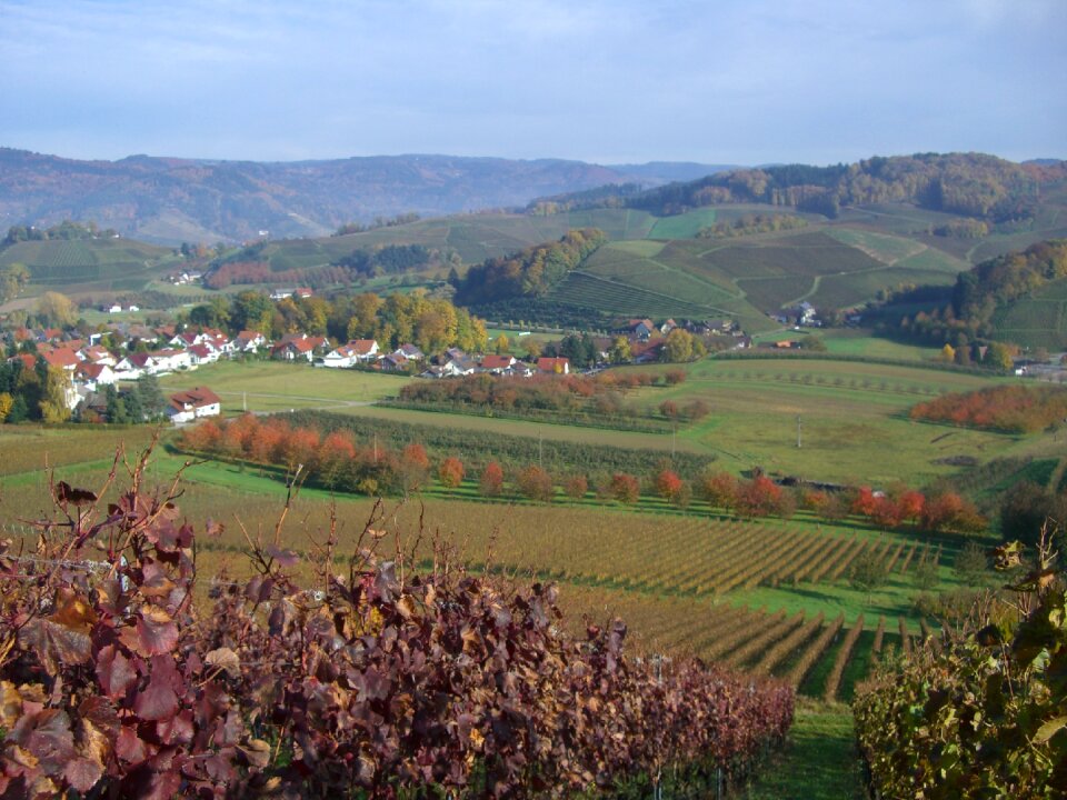 Vines autumn ortenau
