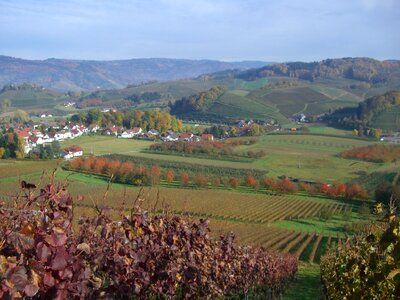 Vines autumn ortenau