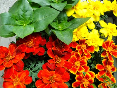 Planting garden flowering
