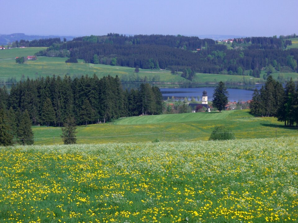 Elleghoehe forest meadow