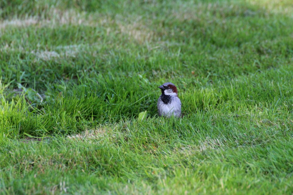 Songbird animal passer domesticus