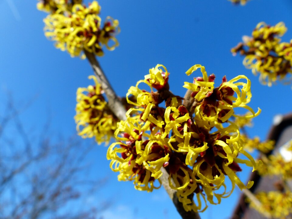 Flower blossom bloom