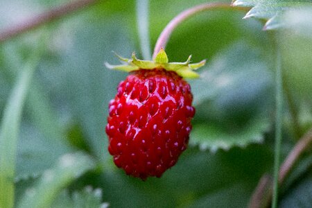 Fruits red sweet