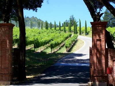 Wine country winegrowing vineyard photo