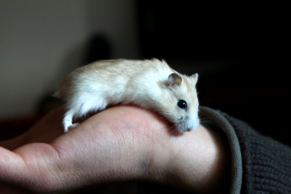 Hamster animal hand