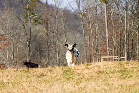 Animal cattle dairy