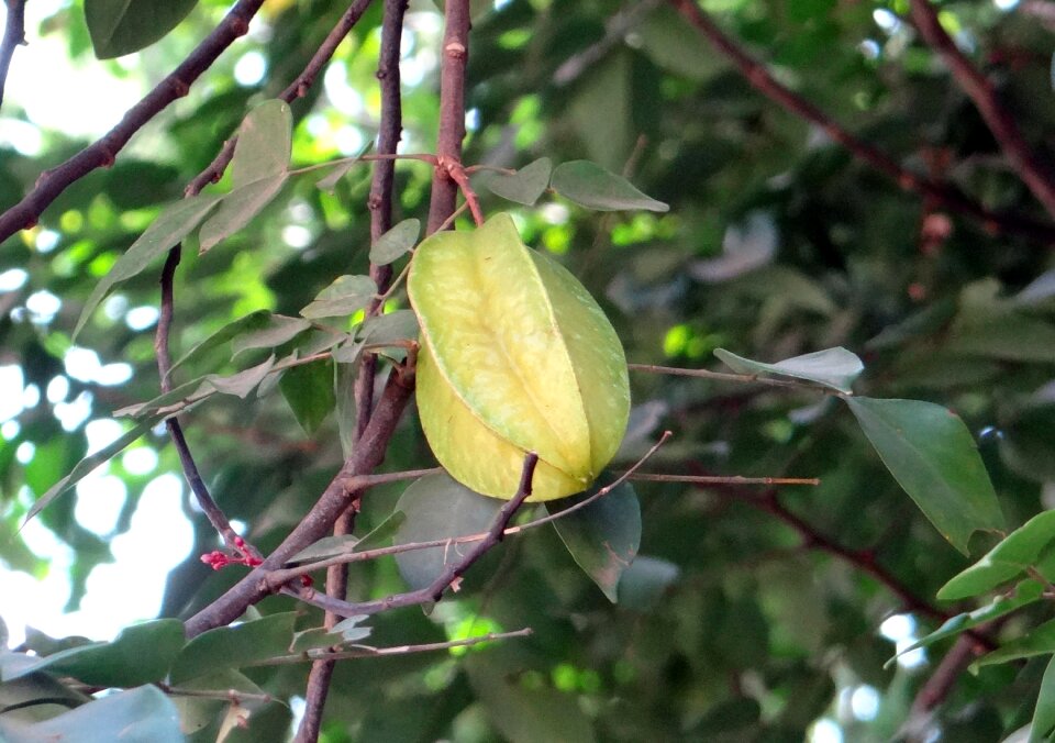 Ripe tropical fruit india