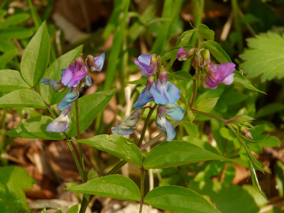 Wild plant flower blossom