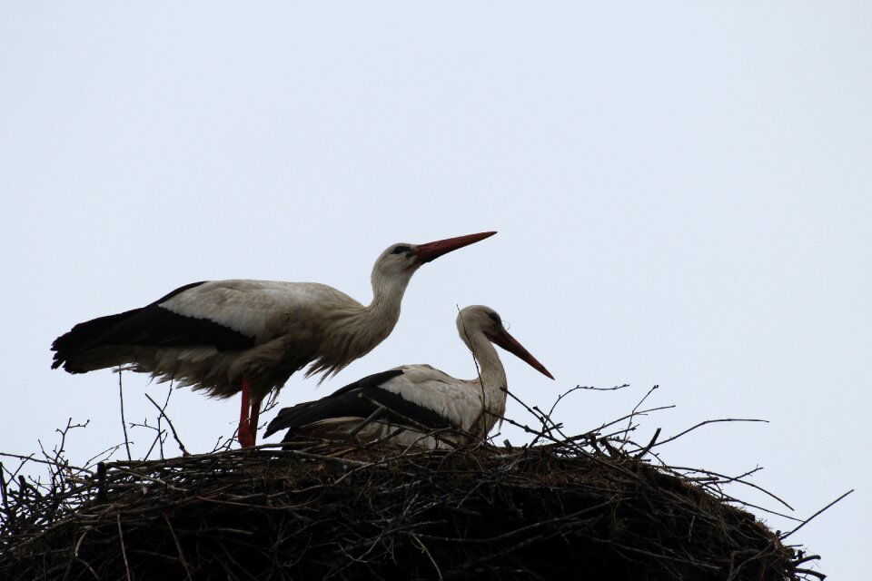 Bird couple nest bird photo