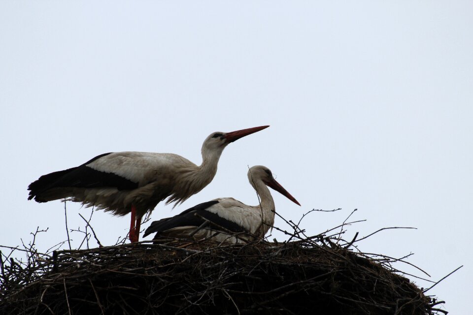 Bird couple nest bird