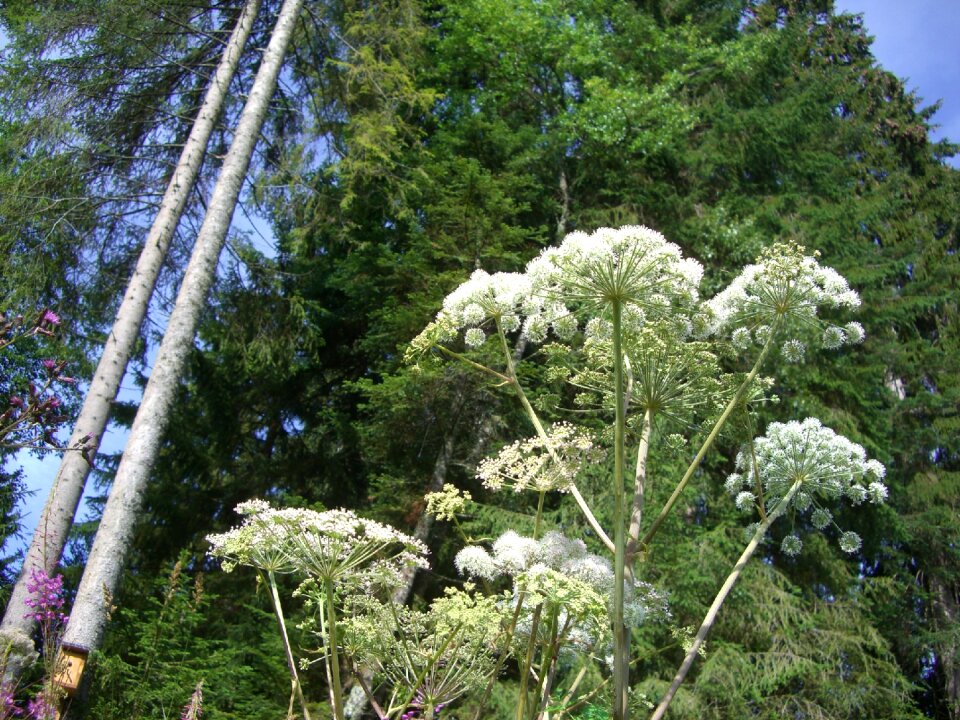 Doldengewaechs tree spruce