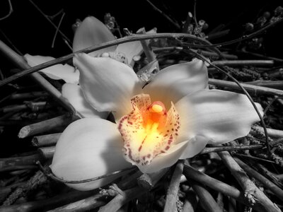 Orchid flower black and white
