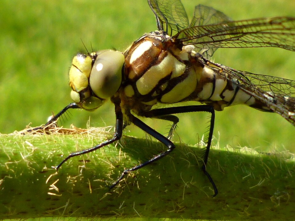 Close up animal macro photography