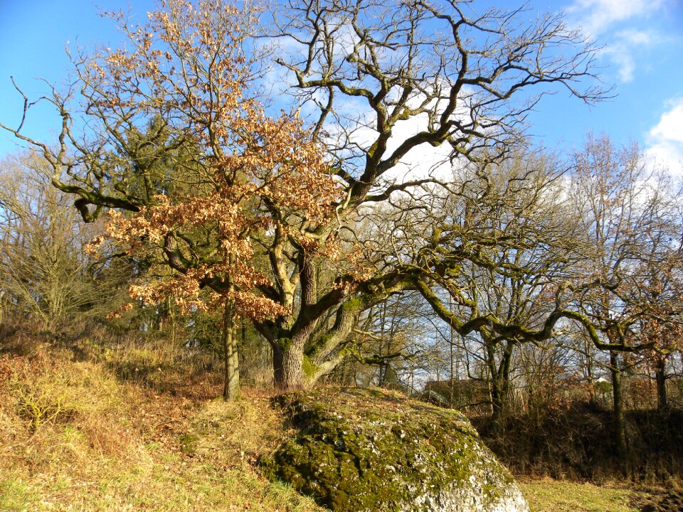Tree autumn golden autumn