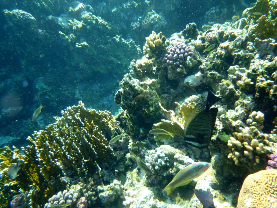 Coral sea animal water