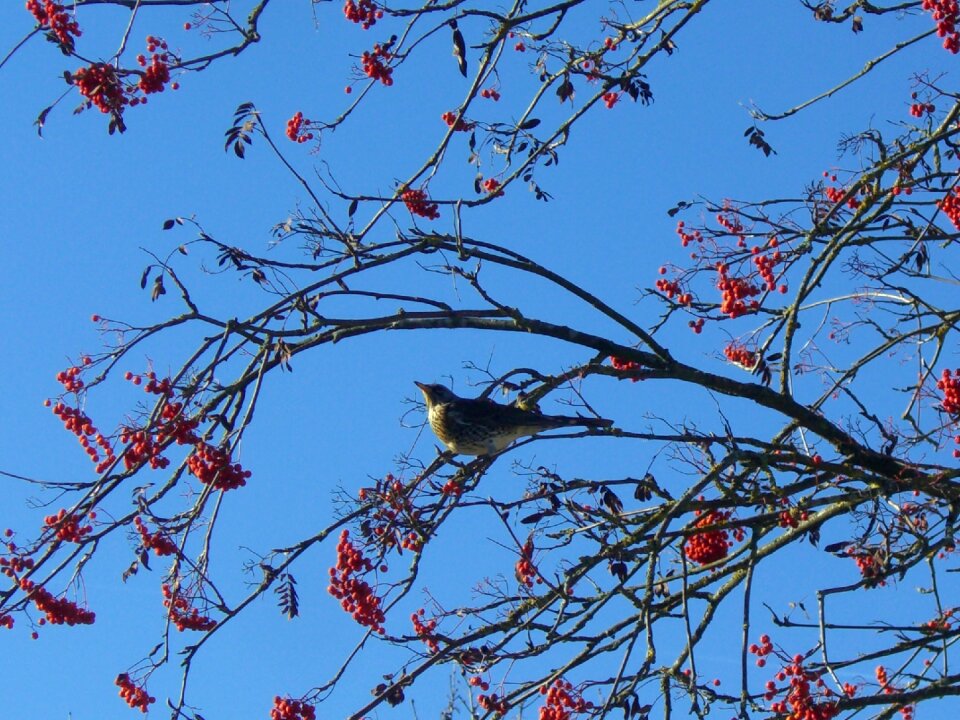 Voghelbeerbaum mountain ash sky blue