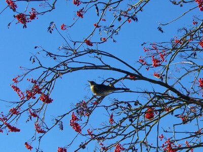 Voghelbeerbaum mountain ash sky blue