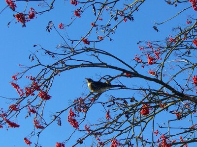 Voghelbeerbaum mountain ash sky blue photo