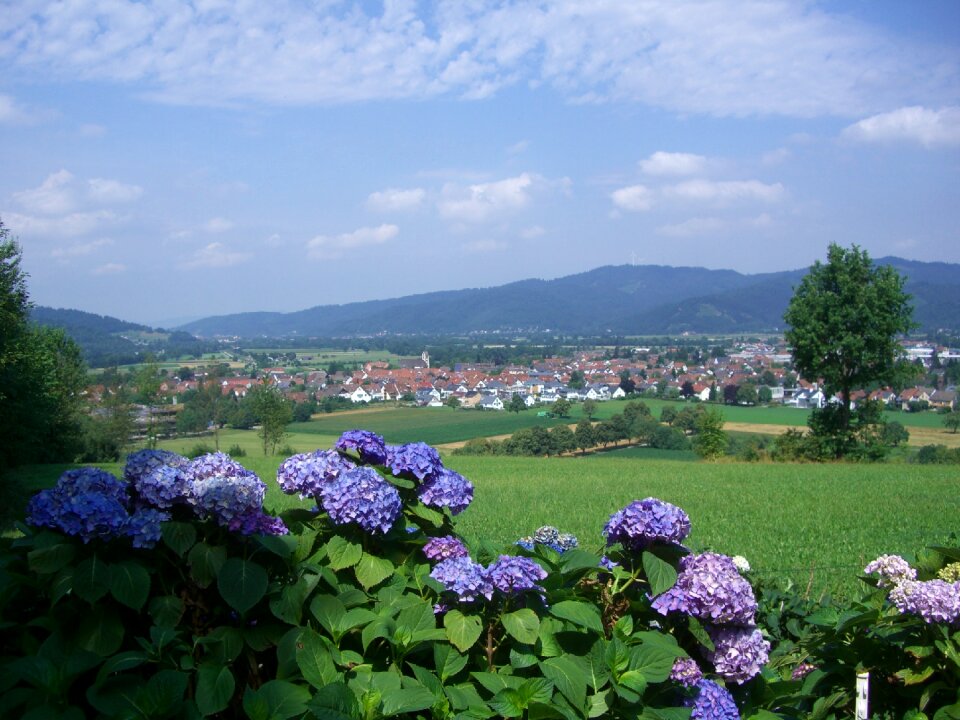 Hydrangeas gamis kirchzarten