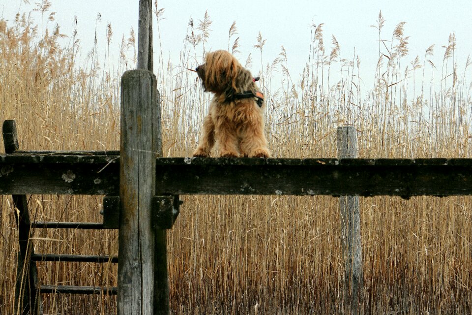 Animal dog alone photo