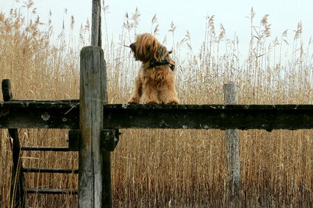 Animal dog alone