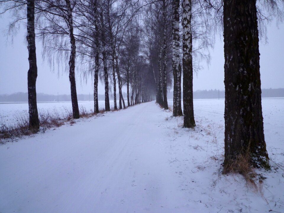 Cold birch avenue avenue