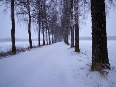 Cold birch avenue avenue