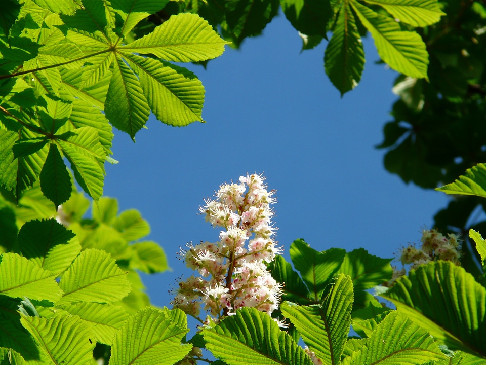 Inflorescence tree leaves