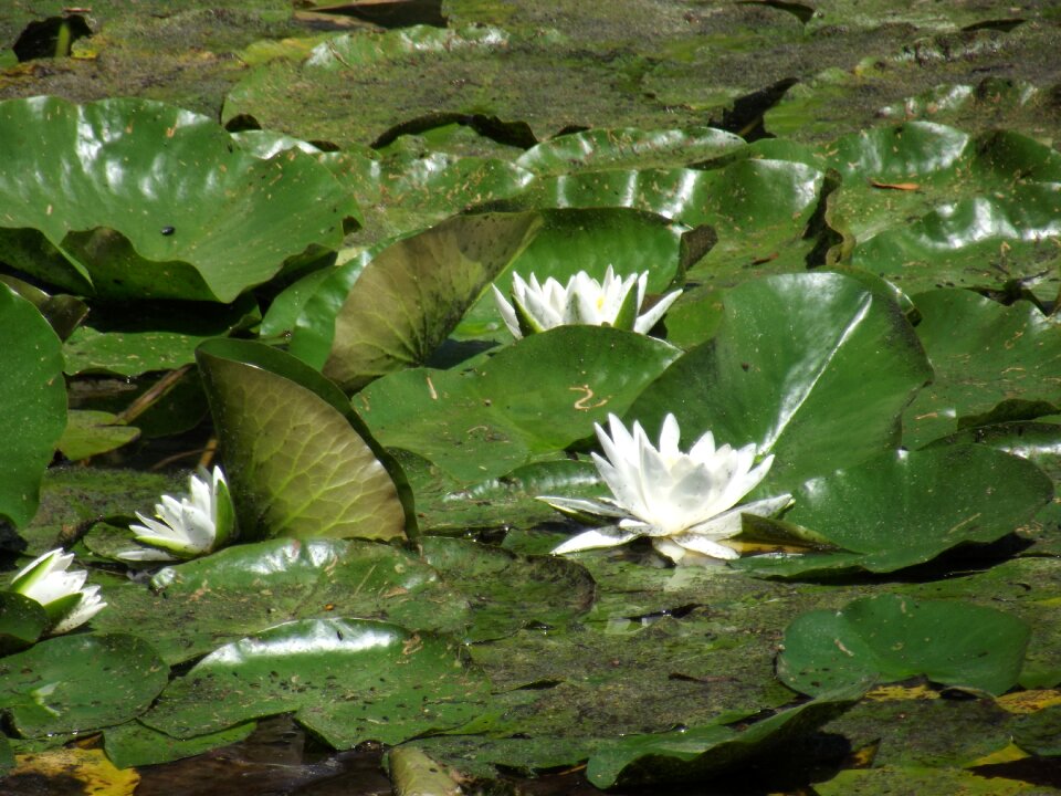 Flower green flowers