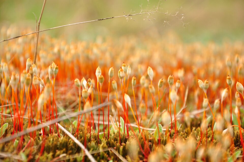 Closeup macro forest litter