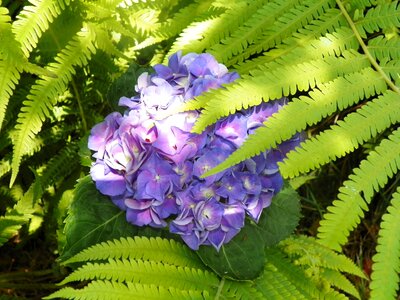 Fern-like leaves hydrangea blue photo