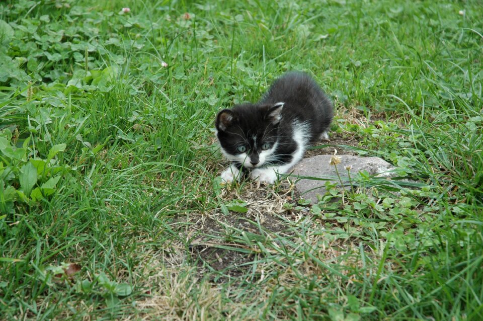 Pet domestic cat young photo