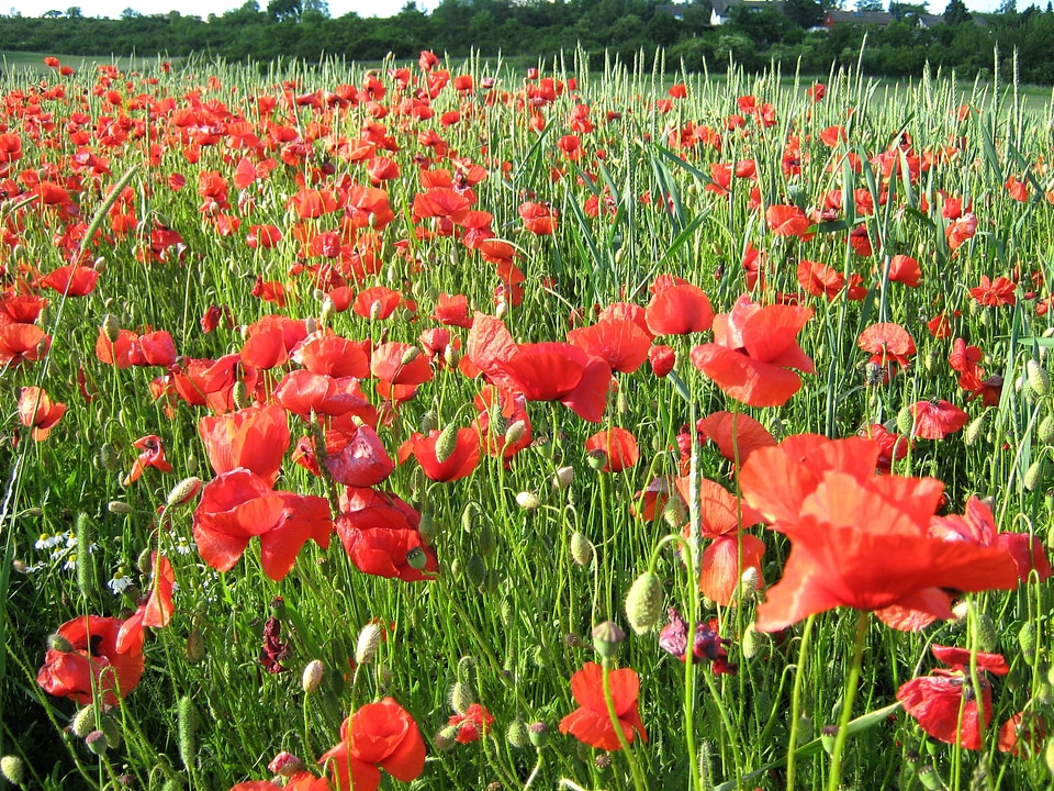 Poppy flowers field