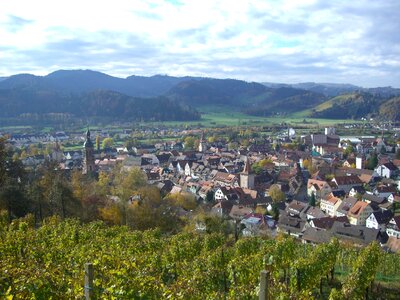 Vineyard black forest swim