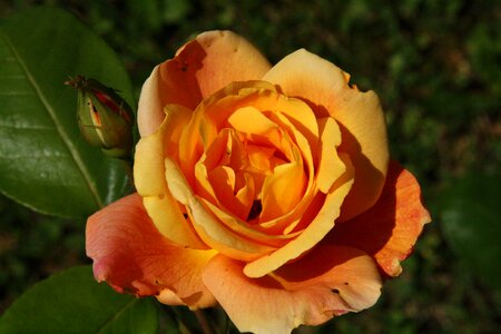 Orange fragrance beautiful