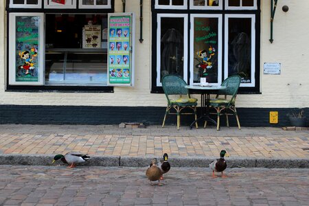 Anas platyrhynchosfriedrichstadt birds ice cream parlour