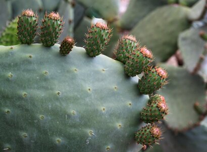 Cactus stem spur cactaceae